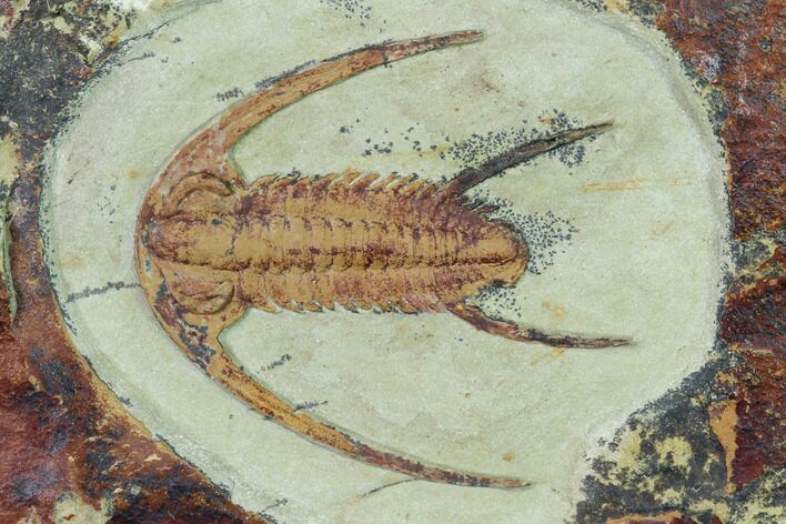 Early Cambrian Trilobite (Resserops) - Tazemmourt, Morocco #169667